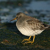Purple Sandpiper